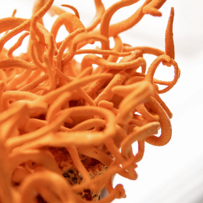 Cordyceps