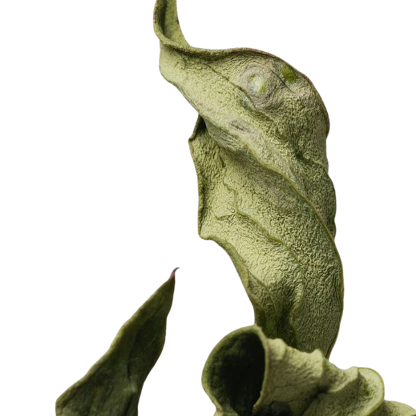 L-theanine